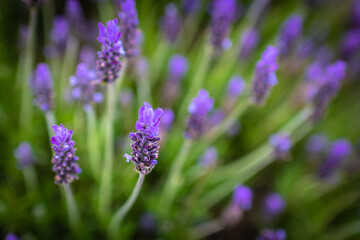 Lavender. Blossoming Lavender flowers background. Purple flowers of lavender.