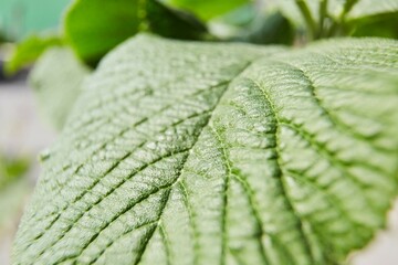 Vibrant green leaf macro close up natural background