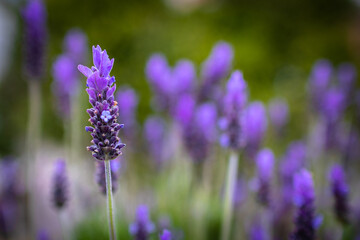 Lavender. Blossoming Lavender flowers background. Purple flowers of lavender.