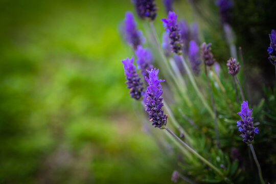 Lavender. Blossoming Lavender flowers background. Purple flowers of lavender.