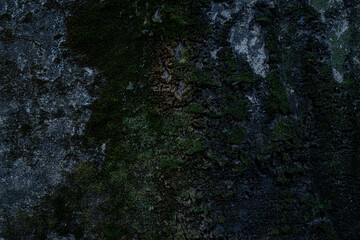 textured background in the form of an old wall covered with moss