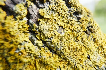 Embossed texture of the brown bark of a tree with green moss