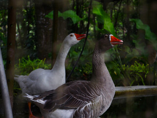 Ducks