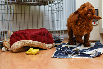 A dirty dog runs into a room and causes a mess