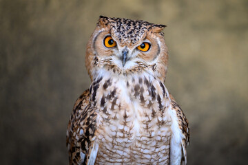 Obraz premium Close-up of a pharaoh eagle-owl, also known as desert eagle-owl.
