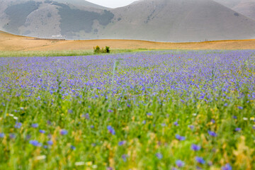 Fototapeta premium CAstelluccio viola