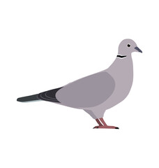 Eurasian collared dove pigeon seen in Side view - Flat style vector