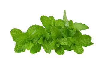 mint leaf isolated on a white background