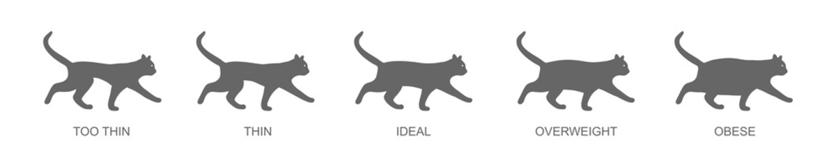Cat body condition chart. Silhouettes of domestic animals with normal and abnormal weight. Thin, ideal, overweight and obese pet kitty. Vector graphic illustration.