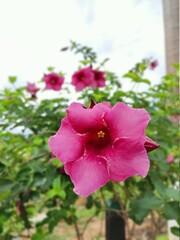 Flores da Amaz&ocirc;nia, Acre, Brasil