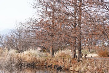 Bald cypress in winter. Cupressaceae deciduous conifers native to North America grow in wetlands.