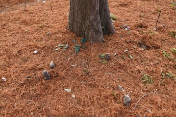 Bald cypress in winter. Cupressaceae deciduous conifers native to North America grow in wetlands.