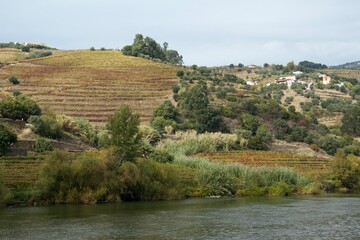 Fototapeta na wymiar vineyard in the morning in douro river