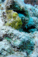 Yeloow colored Painted Frogfish antennarius pictus on a Tropical Coral Reef
