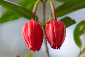 Close-up of scarlet leather flowers in botanical garden in Ventnor, Isle of Wight, United Kingdom