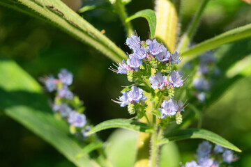 Purple pride of Madeira flowers in botanical garden in Ventnor, Isle of Wight, United Kingdom