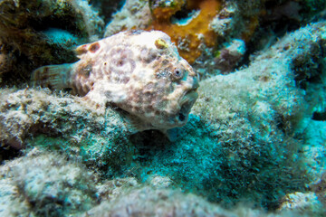 Pink colored Painted Frogfish antennarius pictus on a Tropical Coral Reef