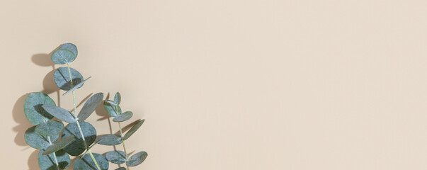 Eucaliptus leaves on beige banner background  with copy space. Blue-Green leaves on branch for...