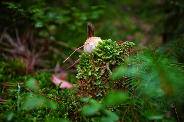 inedible mushrooms in the forest among moss, branches and coniferous needles