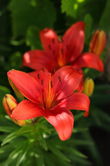 Beautiful Lily flower on green leaves background. Red Lily flowers in garden. Lilies blooming . Lilium, belonging to the Liliaceae. Image plant blooming red tropical flower Lilium Longiflorum 