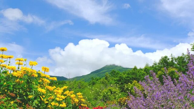 夏空とお花畑