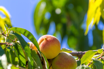 Peaches on branch of peach tree. Prunus persica. Topic - gardening, fruit growing, rich harvest. Advertising peach fruits