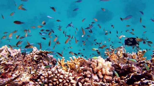 underwater coral reef. schools of fish. countless different colorful, exotic, reef fish swim in sea blue water and shine under sun rays. Underwater life in the ocean or sea. amazing seascape.