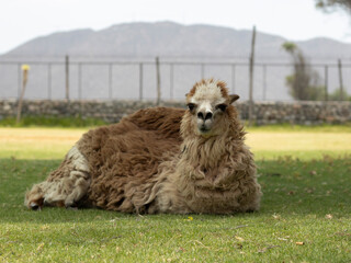 alpaca