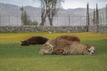 sleeping alpacas