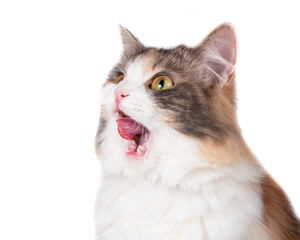 Bright funny multicolored cat eating isolated on the white background