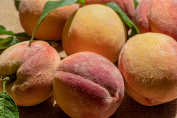 Ripe peaches with velvety skin, just plucked from tree. Prunus persica. Topic - gardening, fruit growing, rich harvest