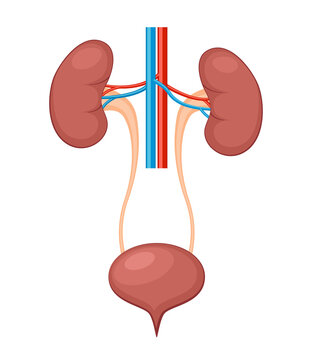 Urinary system anatomy. Incontinence biology infection uti, ureter kidney bladder vector diagram
