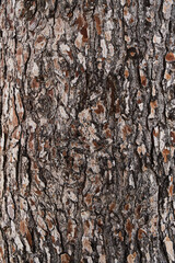  Tree bark texture, natural background