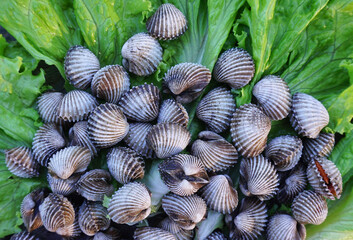 Boiled cockles placed on vegetable salad seafood healthy food iron supplement nourish the blood maintain health.