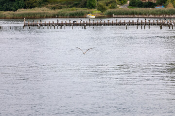 Seagull flying for prey on the coast