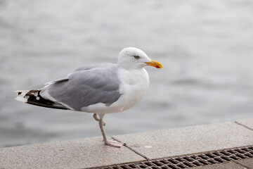 Close-up Of Seagull Perching On Boardwalk, only one leg
