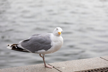 Close-up Of Seagull Perching On Boardwalk, only one leg
