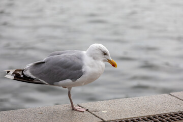 Close-up Of Seagull Perching On Boardwalk, only one leg