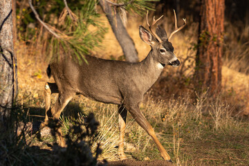 White-tailed Deer Buck in the Wilderness