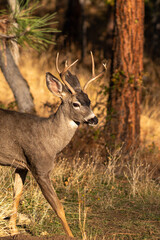 Naklejka na ściany i meble White-tailed Deer Buck in the Wilderness