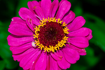 close up of a pink flower