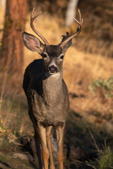 White-tailed Deer Buck in the Wilderness