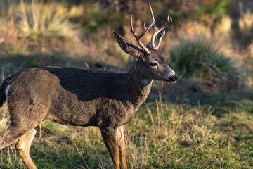 Naklejka na ściany i meble White-tailed Deer Buck in the Wilderness