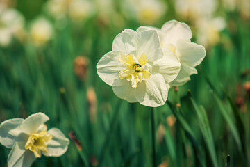 Beautiful white daffodil