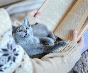 Russian blue kitten sitting on the girl's lap and read book. Winter holiday evening