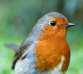 Robin Portrait