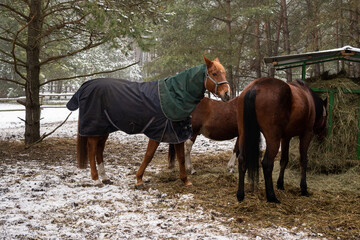horses in the yard at pasture covered with a horse blanket during winter time