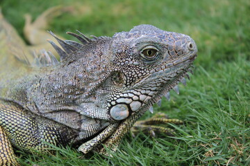Fototapeta premium Schillernde Meerechse