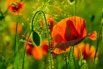 Fototapeten poppy flowers in the field © jacek