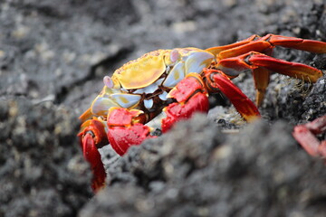 Bunter Krebs auf Lavagestein - Galapagosinseln